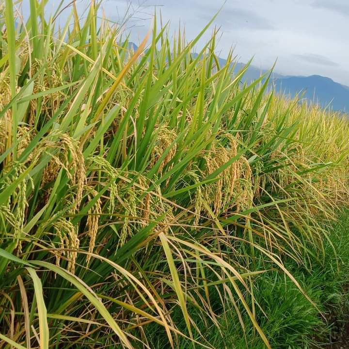 Lahan Pertanian Masyarakat Seuneulop Tahun 2022